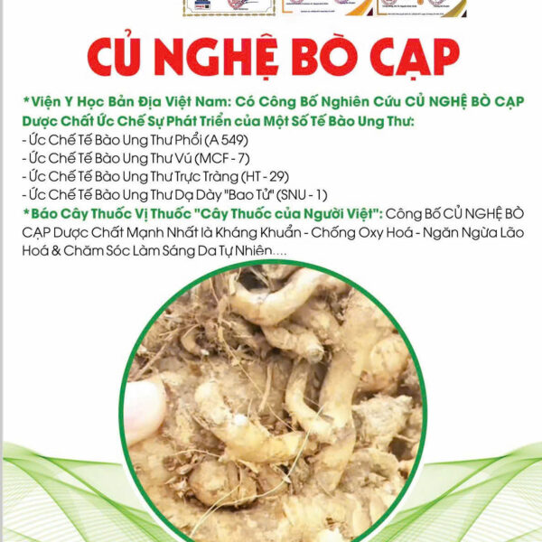 TRÀ CỦ NGHỆ BÒ CẠP ( Xay sấy khô 100g)